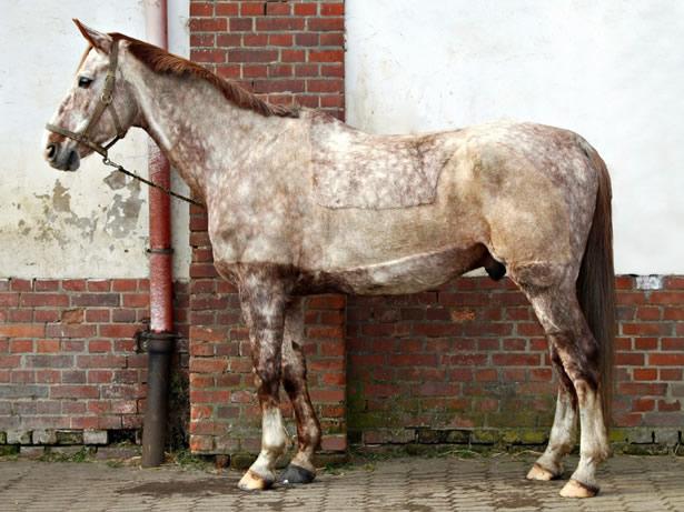 Moderately Overweight Body Condition Score Horse