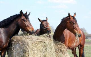Mycotoxins in your Horses Hay