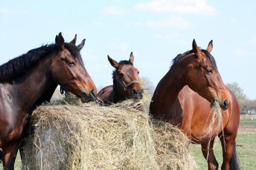 Mycotoxins in your Horses Hay
