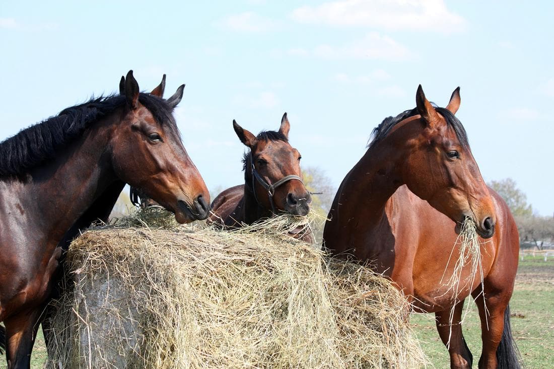 Teff Hay For Horses Nutrition Overview Feeding Guide Mad Barn