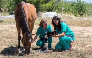 Reasons your Horse has Diarrhea