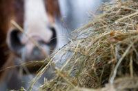 Steaming vs. Soaking Hay for Horses – [Comparison & How-To]