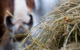 Steaming and Soaking Hay for Horses