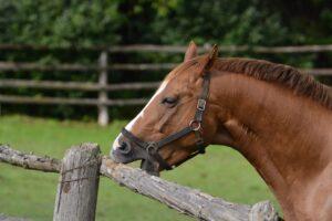 8 Common Stereotypic Behaviours in Horses & What They Mean