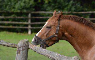 Stereotypic Behaviours in Horses