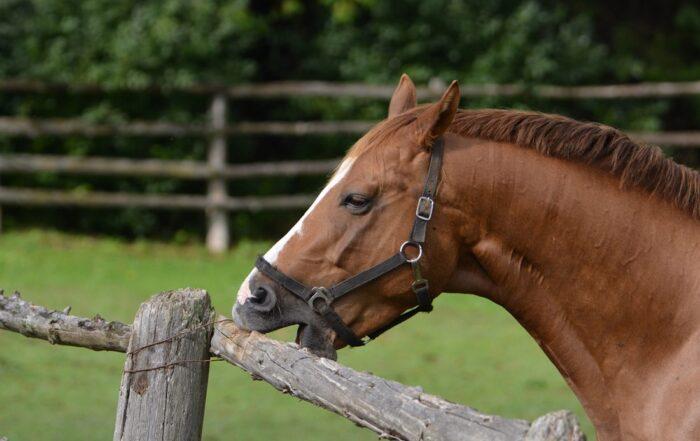8 Common Stereotypic Behaviours in Horses & What They Mean