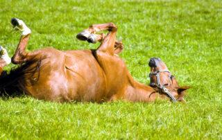 Tying Up in Horses