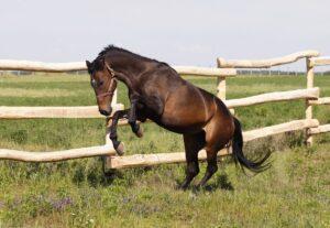 Top 9 Reasons Why Your Horse is Acting “Hot”