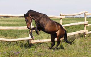 Why Horse is Hot