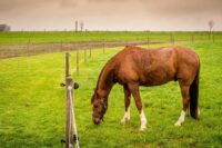 How to Body Condition Score your Horse [Henneke Scale]