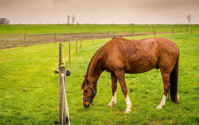 How to Body Condition Score your Horse [Henneke Scale]