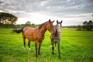 Diarrhea Causes in Horses: Risk Factors & Complications