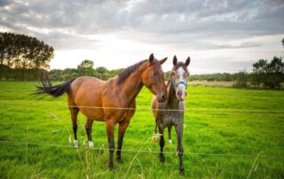 what-causes-diarrhea-in-horses