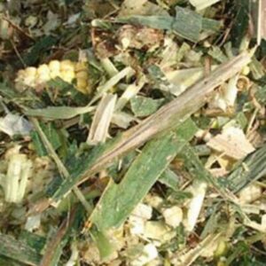 Corn Cannery Waste Silage