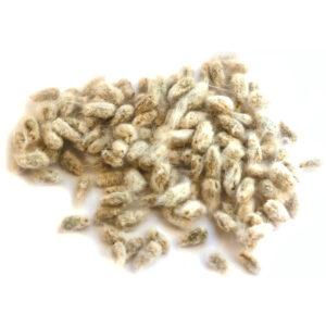 Cottonseed – Fuzzy
