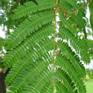 Enterolobium Hay Honduras Med