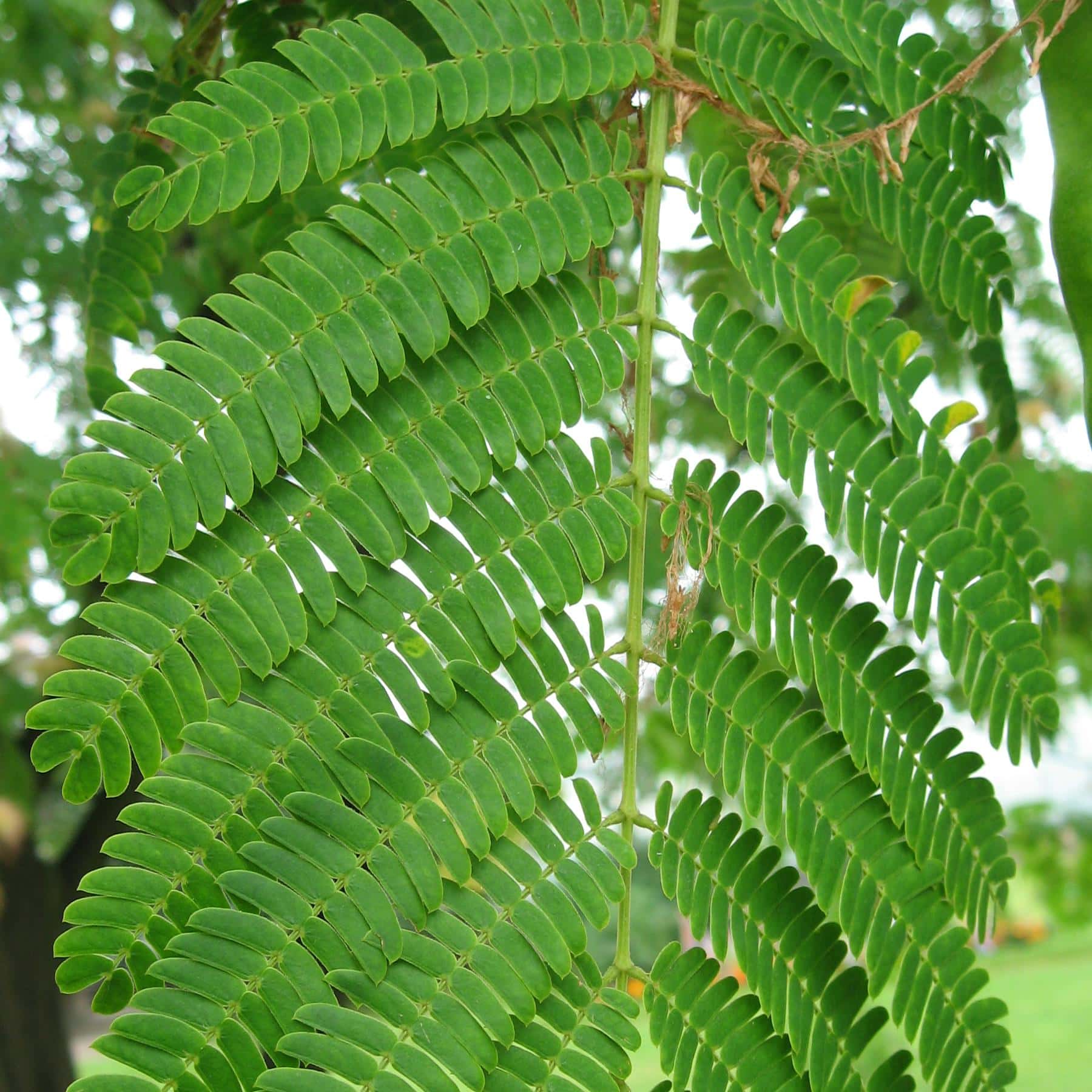 Enterolobium Hay Honduras Med