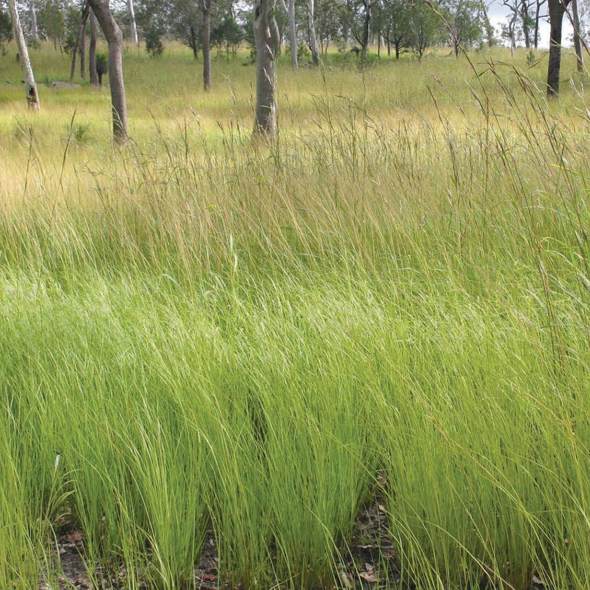 Gambagrass Fresh Fertilized Mexico Long