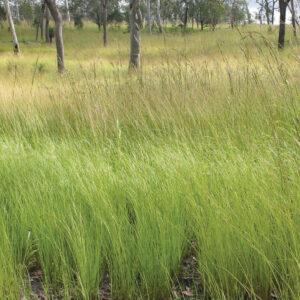 Gambagrass Fresh Fertilized Mexico Med