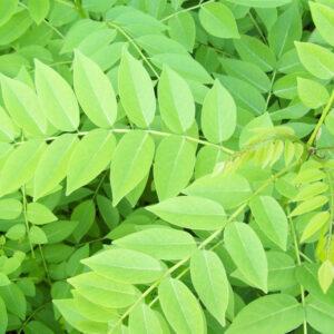 Gliricidia Hay Hondorus Medium Chop