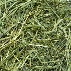 Golden Timothy Hay Brazil Long
