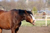 Heaves in Horses: Symptoms, Treatment & How to Manage