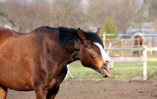 Heaves in Horses
