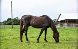 Horse Losing Weight