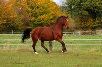 How to Feed a Horse with Polysaccharide Storage Myopathy (PSSM)