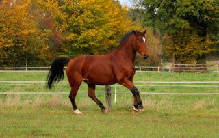 How to Feed a Horse with Polysaccharide Storage Myopathy