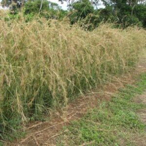 Jaragua Grass Hay Brazil Long