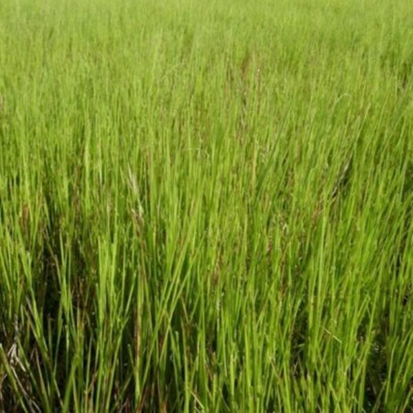 Koronivia Grass Hay Brazil Fine Chop
