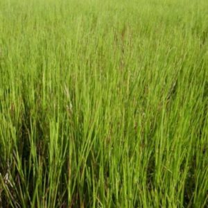 Koronivia Grass Hay Brazil Long