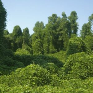 Kudzu Hay Brazil Long