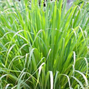 Lemon Grass (Cymbopogon Citratus)
