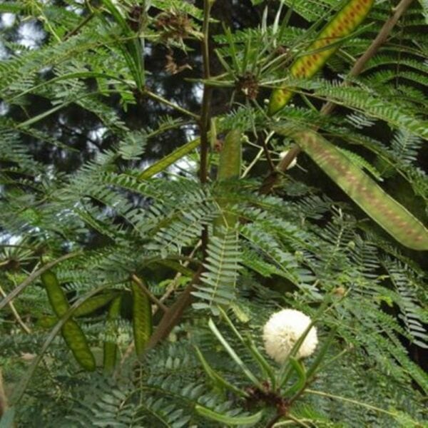 Leucaena Hay Brazil Fine Chop
