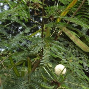 Leucaena Hay Brazil Medium Chop
