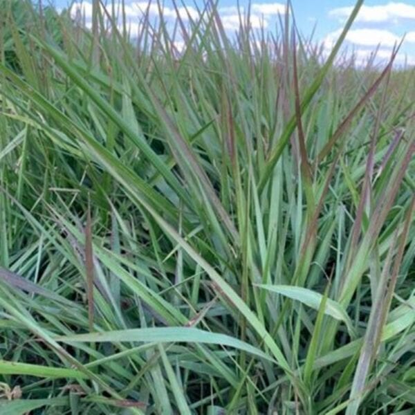 Llanero Grass Fresh Fertilized Mexico Long