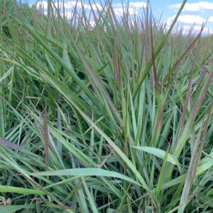 Llanero Grass Fresh Mexico Medium Chop