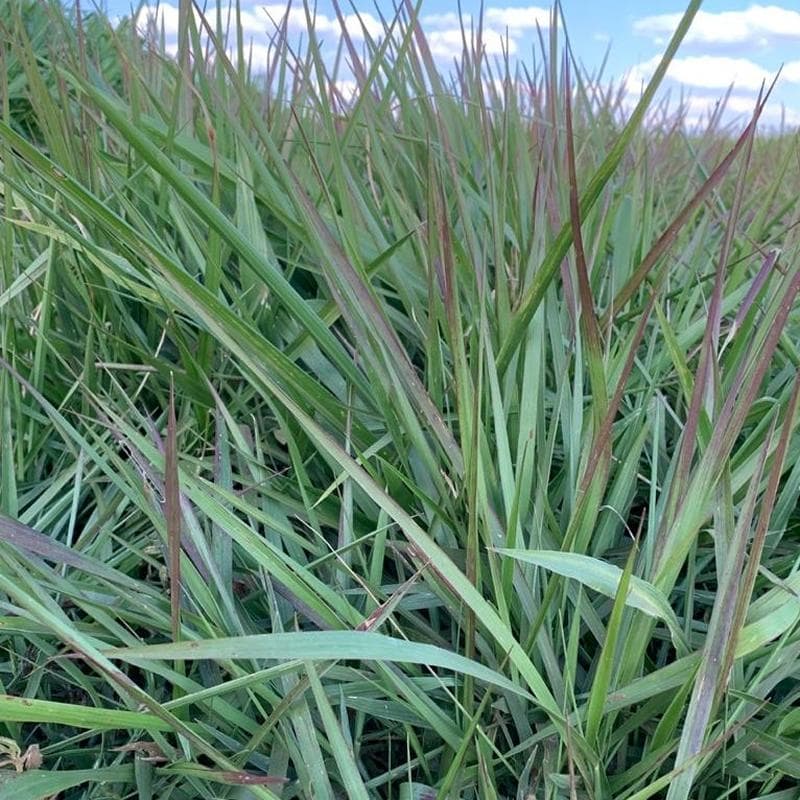 Llanero Grass Fresh Mexico Medium Chop