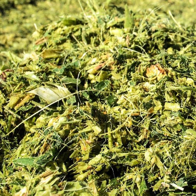 Maize Silage Processed 32% DM 40% NDF Shredlage