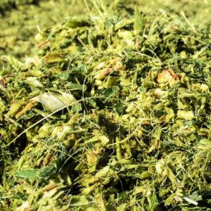Maize Silage Unprocessed 32% DM 40% NDF Fine Chop