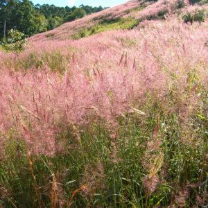 Molasses Grass Fresh Brazil Medium Chop