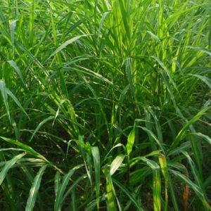 Napier Grass Fresh Brazil Fine Chop