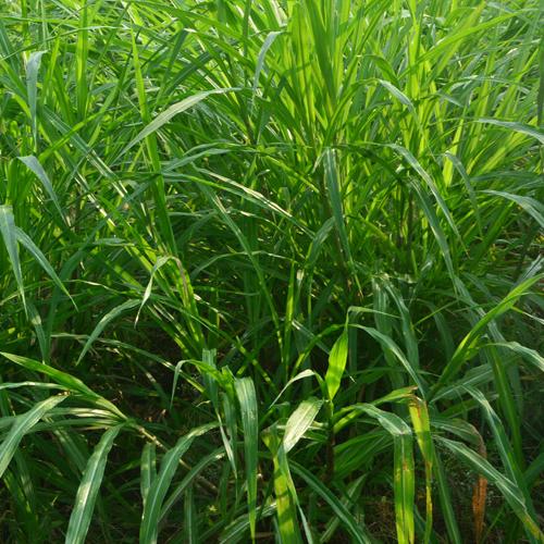 Napier Grass Fresh Brazil Fine Chop