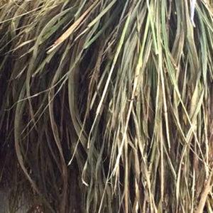 Napier Grass Hay Brazil Fine Chop