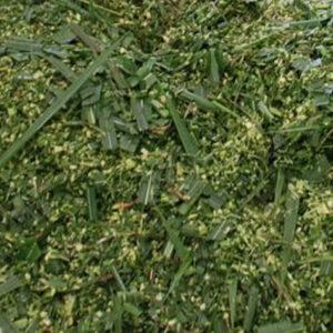Napier Grass Silage Brazil Medium Chop
