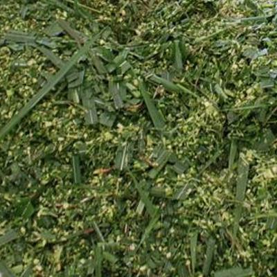 Napier Grass Silage Brazil Medium Chop