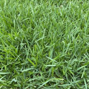 Palisade Grass Fresh Brazil Medium Chop