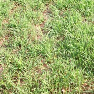 Pangola Grass Pasture Honduras Over Grazed